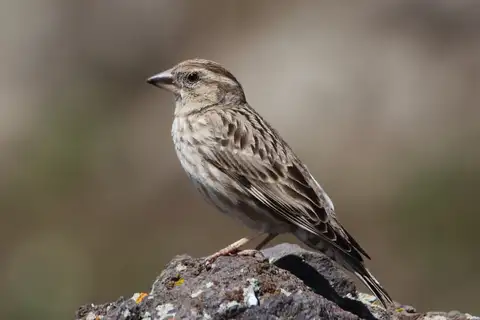 Rock Sparrow