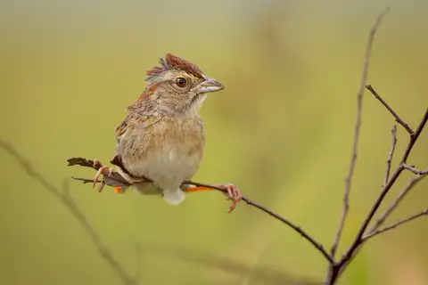Bachman's Sparrow