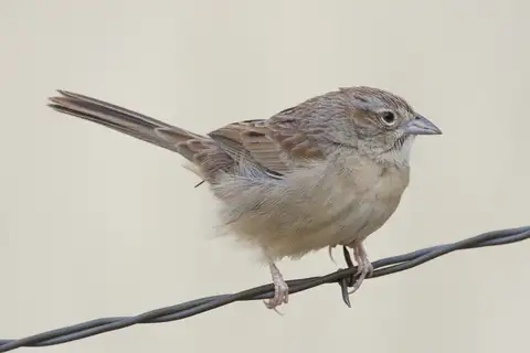 Botteri's Sparrow