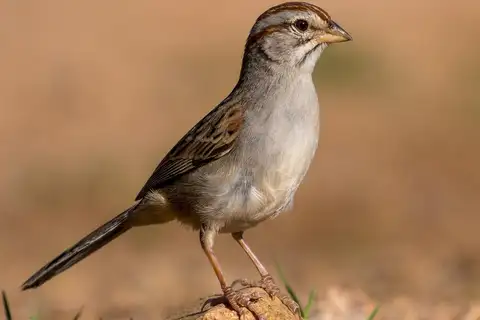 Rufous-winged Sparrow