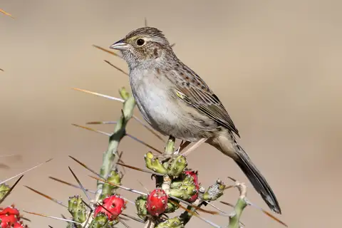 Cassin's Sparrow