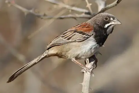 Black-chested Sparrow