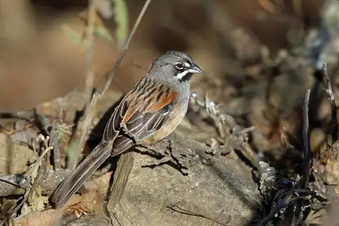Bridled Sparrow