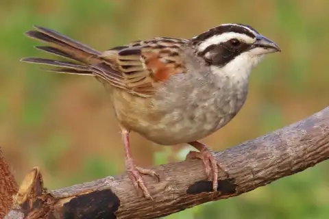 Stripe-headed Sparrow