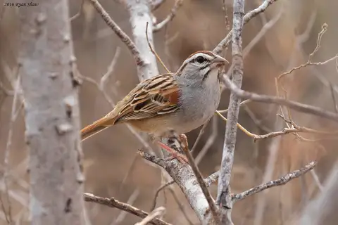 Cinnamon-tailed Sparrow