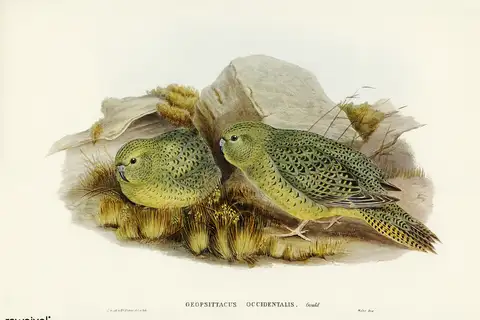 Night Parrot