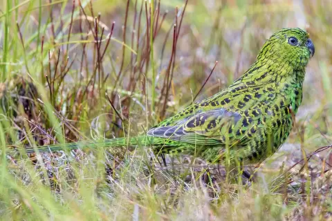 Ground Parrot