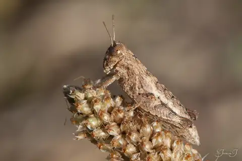 Common Maquis Grasshopper
