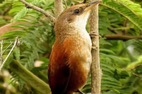 Chestnut-backed Thornbird