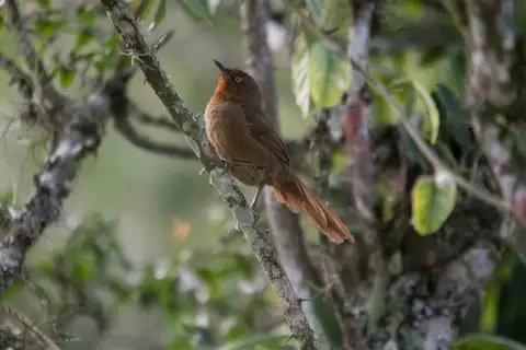 Orange-eyed Thornbird