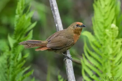 Orange-breasted Thornbird