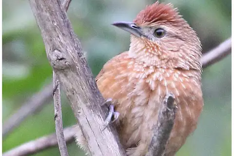 Spot-breasted Thornbird
