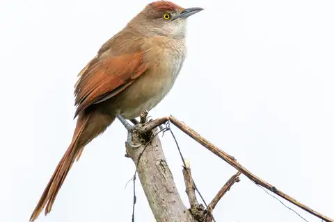 Greater Thornbird