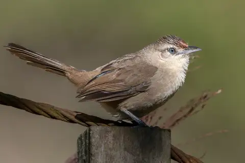 Rufous-fronted Thornbird