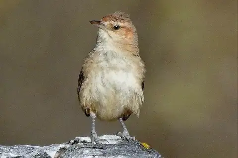 Streak-fronted Thornbird