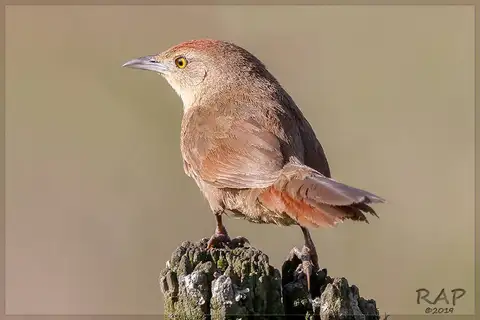 Freckle-breasted Thornbird