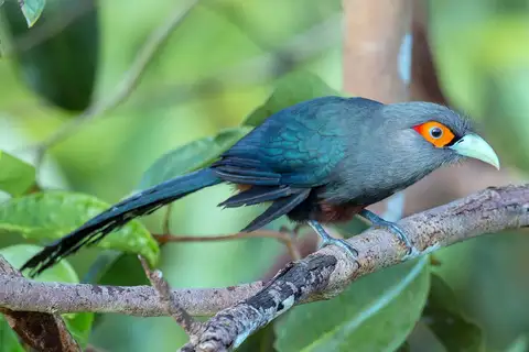 Chestnut-breasted Malkoha