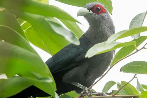 Black-bellied Malkoha