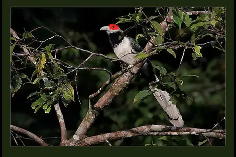 Red-faced Malkoha