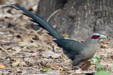 Green-billed Malkoha