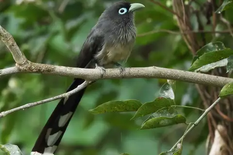 Blue-faced Malkoha