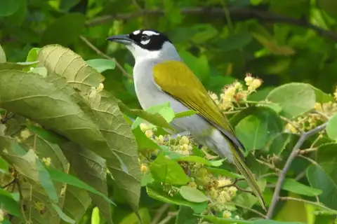 Black-crowned Palm-tanager