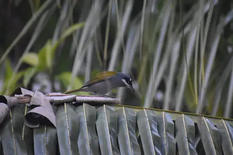 Grey-crowned Palm-tanager