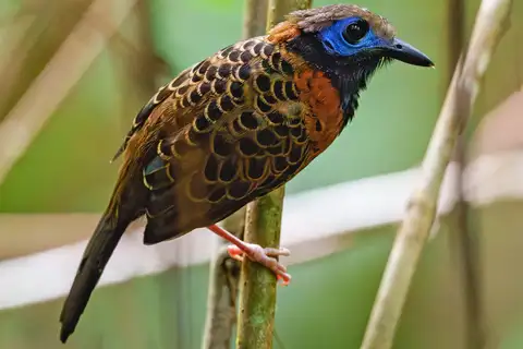 Ocellated Antbird