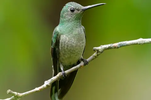 Scaly-breasted Hummingbird