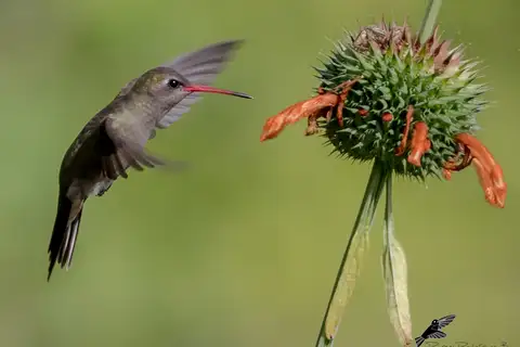 Dusky Hummingbird