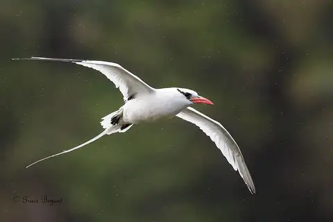 Red-billed Tropicbird