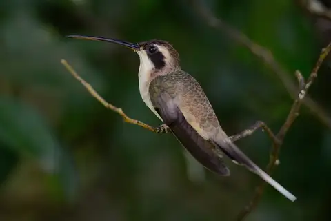Pale-bellied Hermit