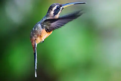 Black-throated Hermit