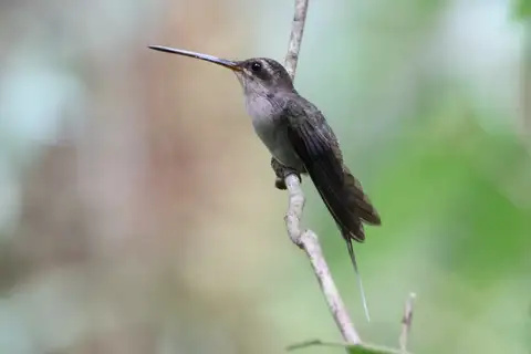 Straight-billed Hermit