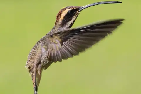 Scale-throated Hermit