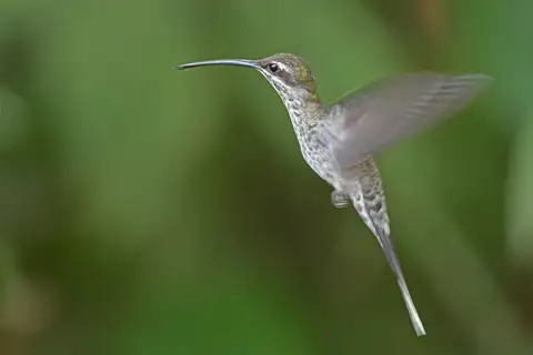 White-bearded Hermit
