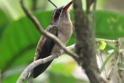Great-billed Hermit