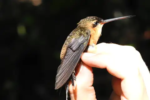 Needle-billed Hermit