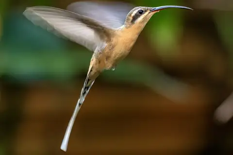 Planalto Hermit