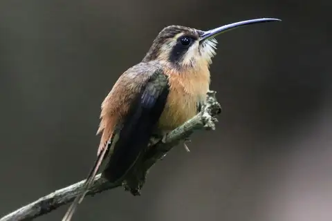 Reddish Hermit
