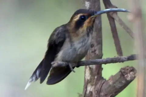 Streak-throated Hermit