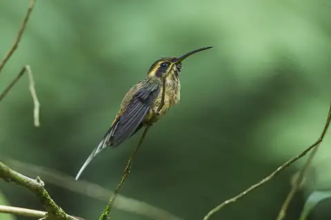 Dusky-throated Hermit