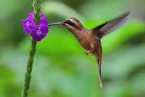Stripe-throated Hermit