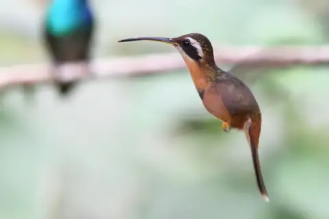 White-browed Hermit