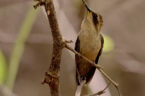 Buff-bellied Hermit