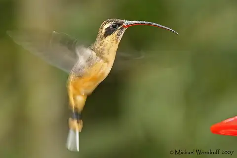 Tawny-bellied Hermit