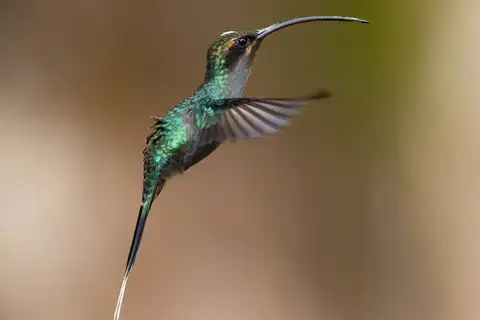 White-whiskered Hermit