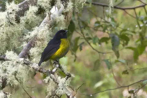 Black-and-yellow Phainoptila