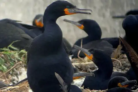 Cape Cormorant