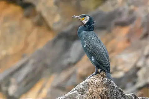 Japanese Cormorant